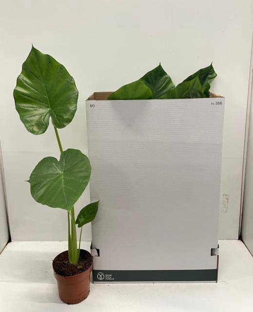 <h4>ALOC MACRORRHIZOS</h4>