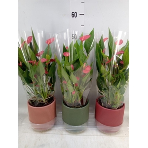 Anthurium   ...mix