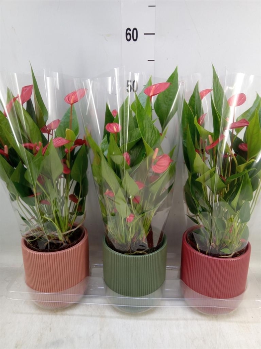 <h4>Anthurium ...mix</h4>