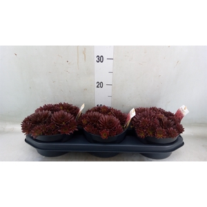 Sempervivum arachn. 'Colorockz Red'