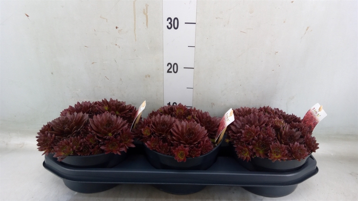 <h4>Sempervivum arachn. 'Colorockz Red'</h4>