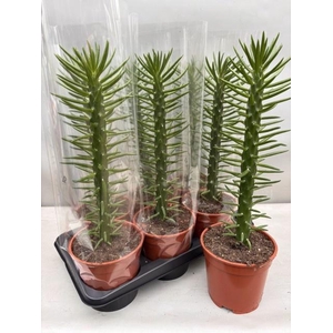 AUSTROCYLINDROPU SUB