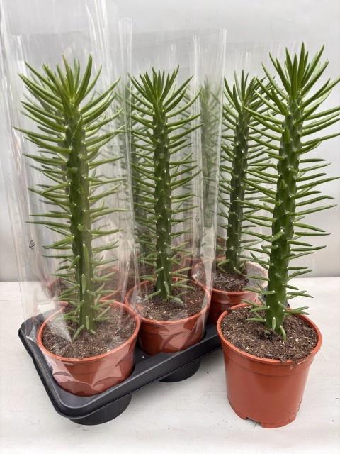 <h4>AUSTROCYLINDROPU SUB</h4>