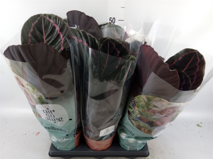 <h4>Calathea roseopicta 'Dottie'</h4>