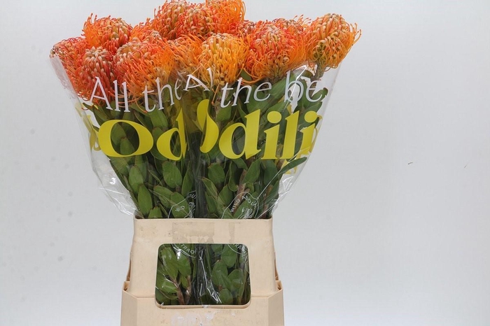 <h4>LEUCO JELENA</h4>