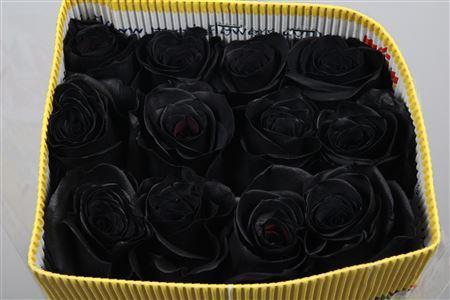<h4>Rosa GR  ...colored  H%</h4>