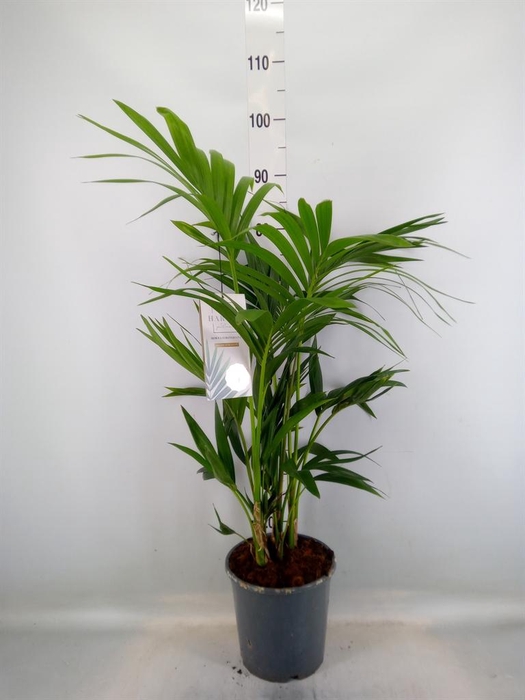 <h4>Howea forsteriana</h4>