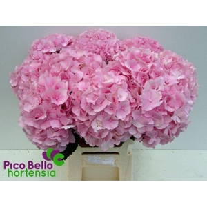 HYDRANGEA  'VERENA'