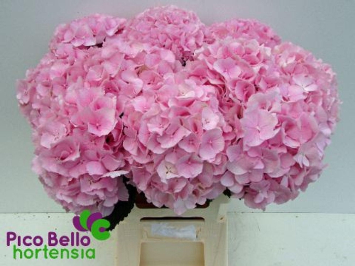 <h4>HYDRANGEA  'VERENA'</h4>
