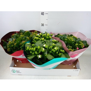 Kalanchoe blos.   ..mix 5