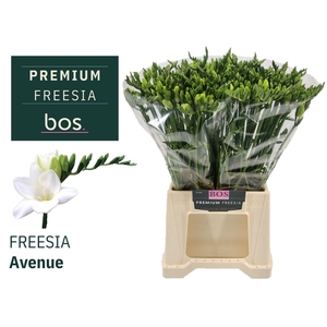 Freesia enk Avenue