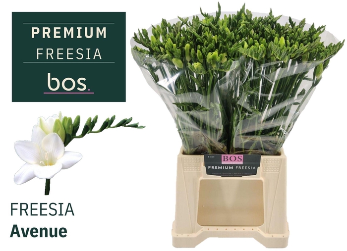<h4>Freesia enk Avenue</h4>