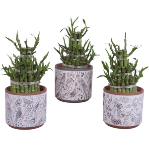 Lucky Bamboo Shape Round 3B Ø14cm Ceramic Pot Forest