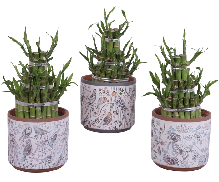 <h4>Lucky Bamboo Shape Round 3B Ø14cm Ceramic Pot Forest</h4>