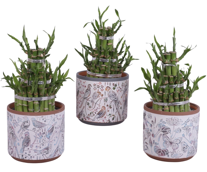<h4>Lucky Bamboo Shape Round 3B Ø14cm Ceramic Pot Forest</h4>