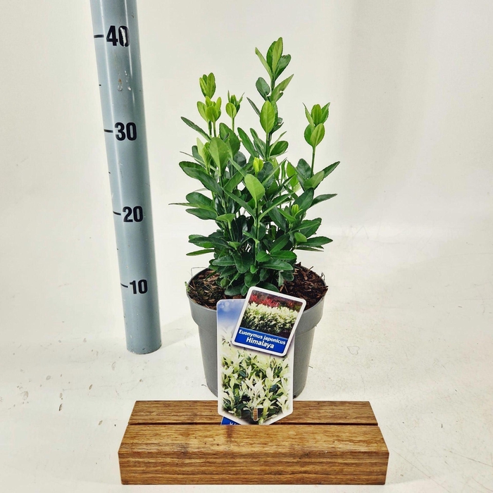 <h4>Euonymus japonicus Himalaya</h4>