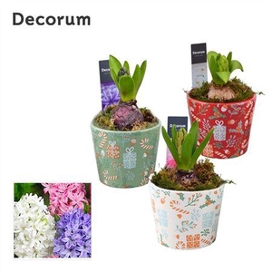 Hyacinth Mix Hl14232 Joyful Christmas