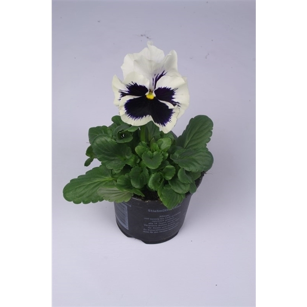 <h4>Viola Colossus F1 White with Blotch</h4>