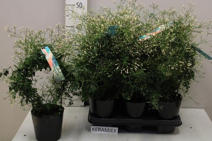 <h4>JASM POLYANTHUM WIT</h4>