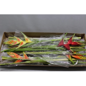 Heliconia Mix Recht