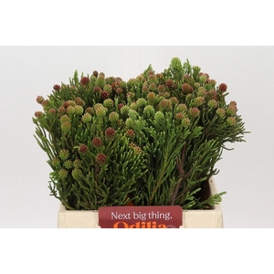 Kaaps Groen Brunia Fragarioides (Clusterstar)