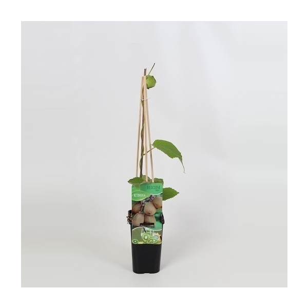 <h4>Actinidia deliciosa 'Jenny'</h4>