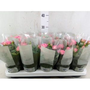 Rosa  'Fame Kordana'