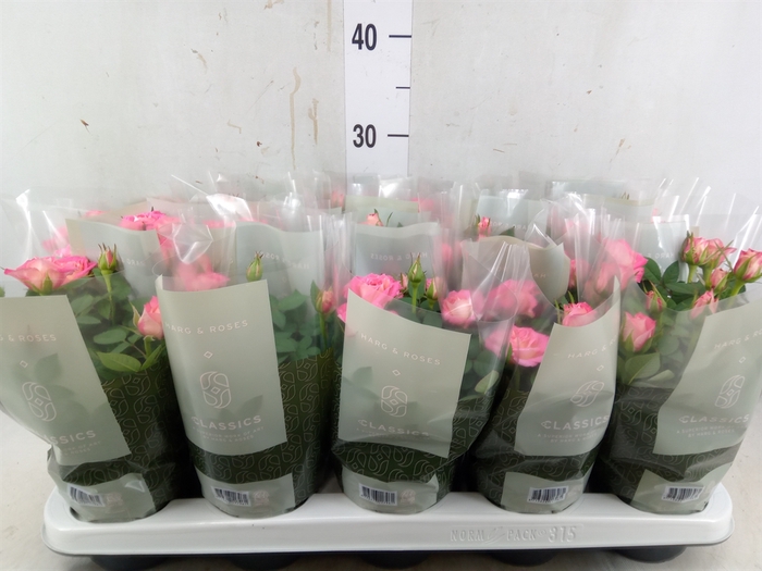 <h4>Rosa  'Fame Kordana'</h4>