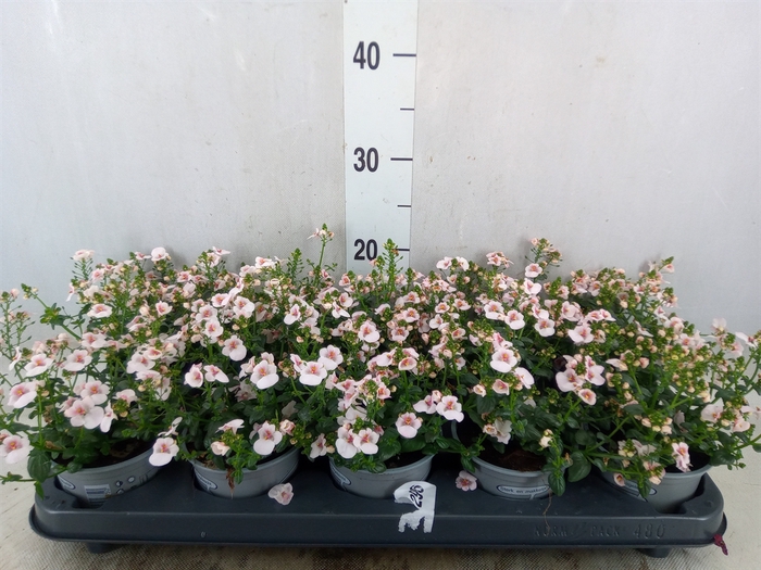 <h4>Diascia  'Piccadilly Appleblossom'</h4>