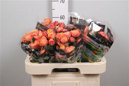 <h4>R Tr La Mandarina</h4>