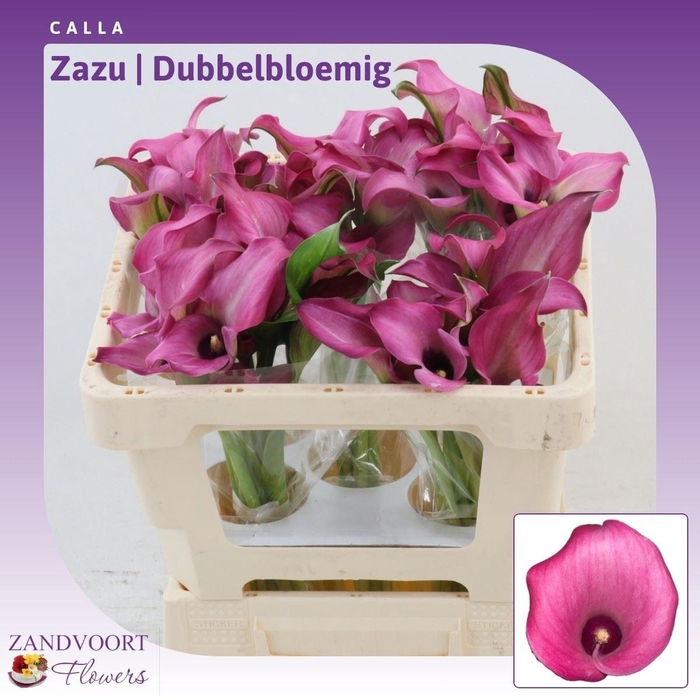 <h4>Calla Zazu | Dubbelbloemig</h4>