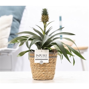 Ananas Rosita in P&PURE Basket 6