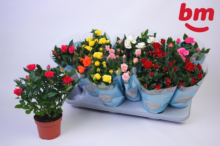 <h4>RO B MONDE GEM 7 SRT</h4>