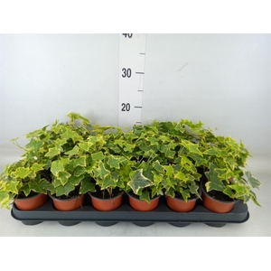 Hedera helix 'Goldchild'