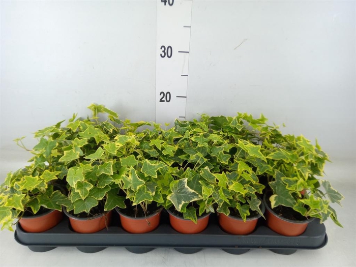 <h4>Hedera helix 'Goldchild'</h4>