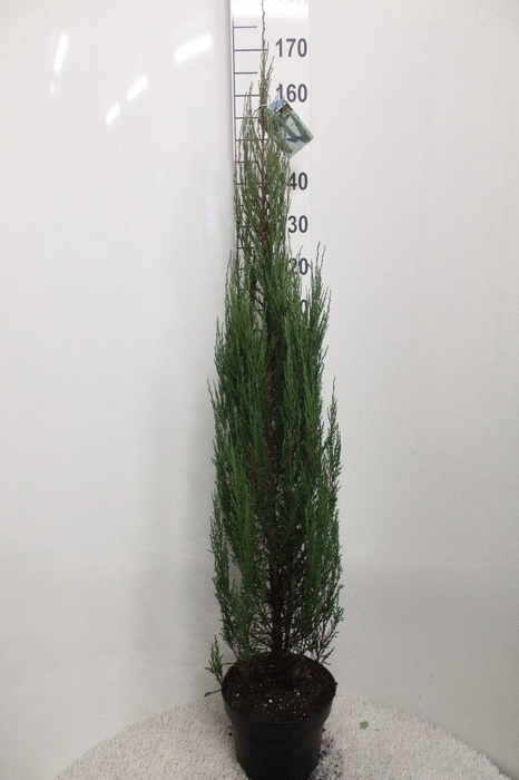 <h4>Juniperus scopulorum 'Blue Arrow' P29 potgedrukt</h4>