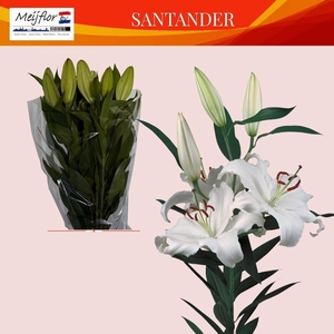 LI OR SANTANDER