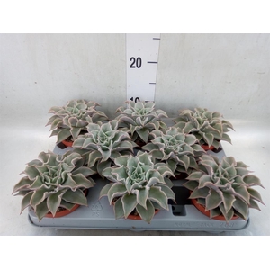 Echeveria   ...