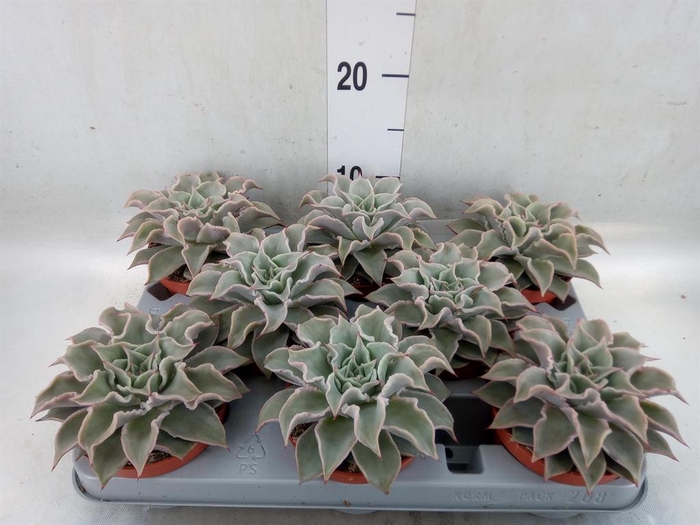 <h4>Echeveria ...</h4>