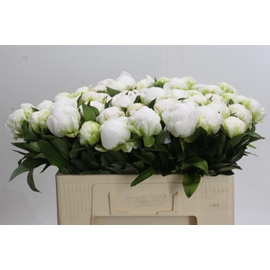 Paeonia Madame Claude Tain