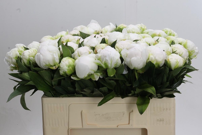 <h4>Paeonia Madame Claude Tain</h4>