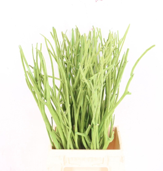 <h4>MITSUMATA H%</h4>