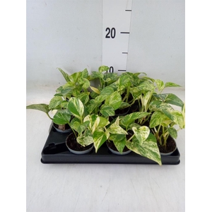 Epipremnum pinn. 'Marble Queen'