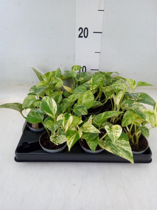 <h4>Epipremnum pinn. 'Marble Queen'</h4>