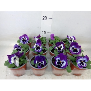 Viola wr. 'Alpha Purple White'