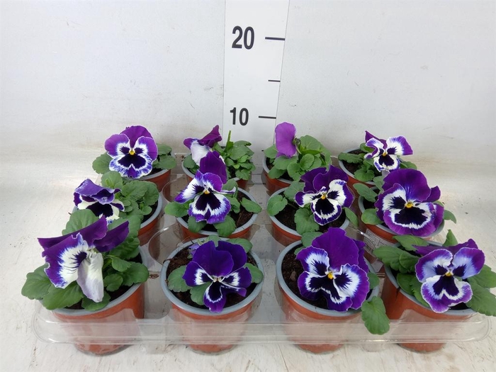 <h4>Viola wr. 'Alpha Purple White'</h4>