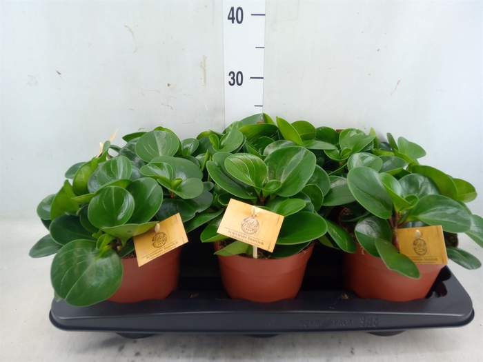 <h4>Peperomia obt. 'Green Gold'</h4>