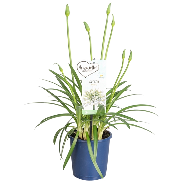 <h4>Agapanthus Amourette Superb White, 4+ tak</h4>