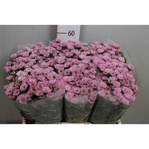 Chr S Rossi Pink