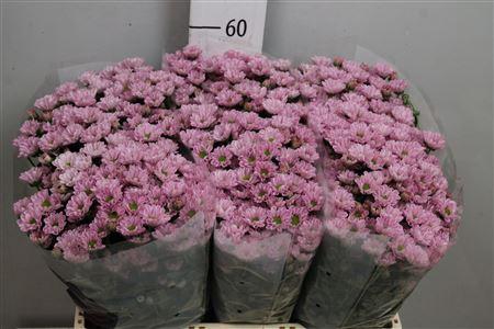 <h4>Chr S Rossi Pink</h4>